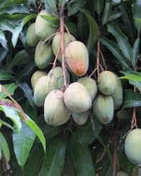 mohan mango